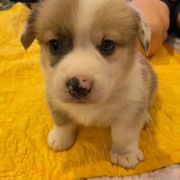 Pembroke Welsh Corgis from Double D Corgis