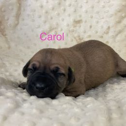 Boerboel, Shorkie, and Toy Australian Shepherd Puppies from SATA Kennels