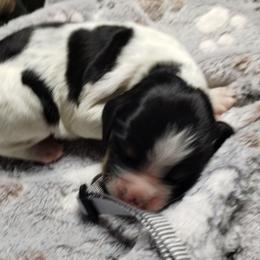 Magpie (grey) - Black white and tan male English Springer Spaniel puppy in Redding, California from Springer's Journey Spaniels California