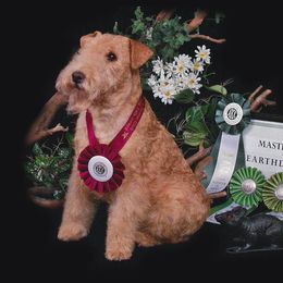 Lakeland Terriers from Hollybriar