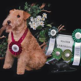 Lakeland Terriers from Hollybriar