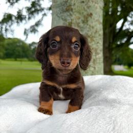 Teddy- 2600 - Piebald male Dachshund puppy in Arab, Alabama from Cantrell’s Dachshund Den
