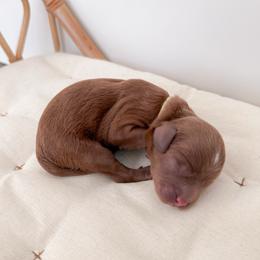 Pretzel - Red male Cavapoo puppy in Apache Junction, Arizona from Coffey House Doodles