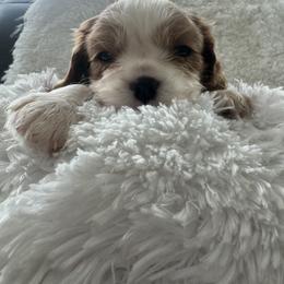 Cavalier King Charles Spaniel Puppies from Cavy Love