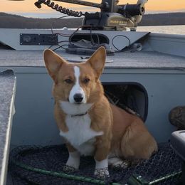 Dunkin - Pembroke Welsh Corgi