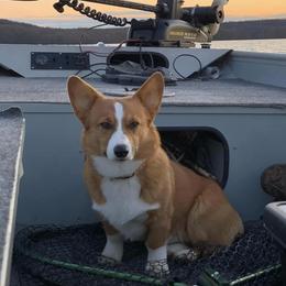 Dunkin - Pembroke Welsh Corgi