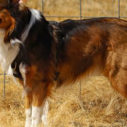 English Shepherd All Grown Up from Mondurles English Shepherds