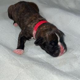 Red Collar - Brindle male Boxer puppy in Merritt Island, Florida from Nate & Julia’s Boxers
