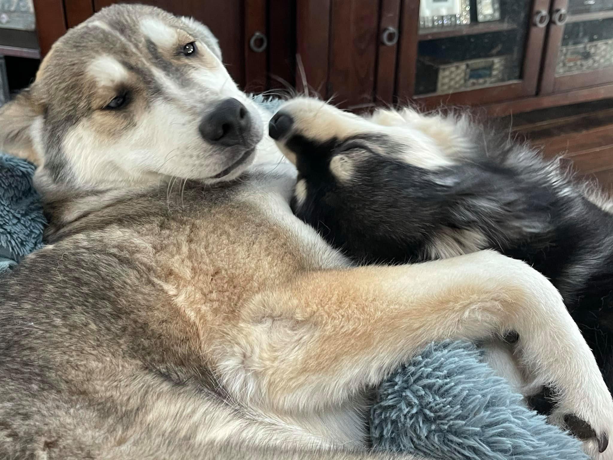 Tiny Huskies of Falling Springs in Virginia Alaskan Klee Kai and