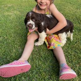 English Springer Spaniel Puppies from Sara's English Springer Spaniels