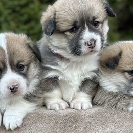 Pembroke Welsh Corgi Puppies from Mountain Adventure Farm