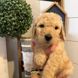 Cupid - Cream male Goldendoodle puppy in Social Circle, Georgia from Poppiedoodle Farms