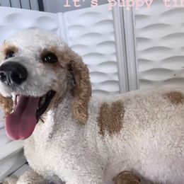 Daisy - Goldendoodle