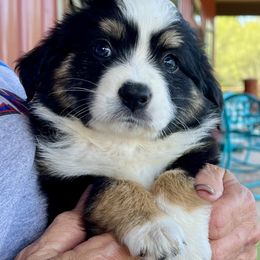 Miniature Australian Shepherds from B&B Mini Aussies