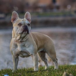Cleo - French Bulldog