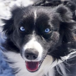 Australian Shepherds and Miniature Australian Shepherds from Gleiming Stars Aussie