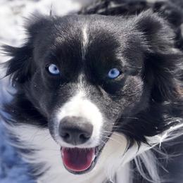 Australian Shepherds and Miniature Australian Shepherds from Gleiming Stars Aussie
