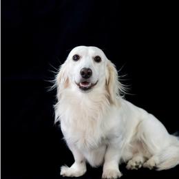 Marshall - Dachshund