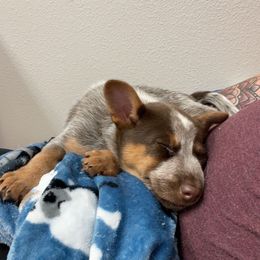 Australian Cattle Dog Puppies from Rising J Cattle Dogs