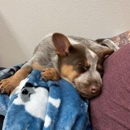 Australian Cattle Dog Puppies from Rising J Cattle Dogs