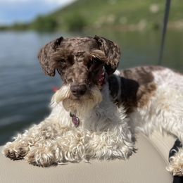 Leia - Miniature Schnauzer