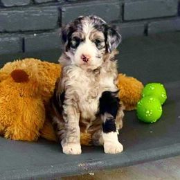 Aussiedoodle and Poodle Puppies from Central Coast Poodles and Doodles