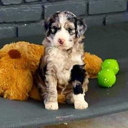 Aussiedoodle and Poodle Puppies from Central Coast Poodles and Doodles
