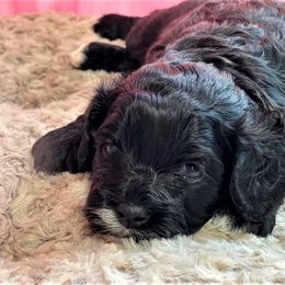 Cavapoo Puppies from Clearview Canines