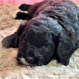 Cavapoo Puppies from Clearview Canines