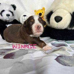 WINNIE - Red tri Miniature Australian Shepherd puppy in Elgin, Illinois from Beaman Aussie Pride