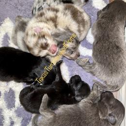 Pomeranian Puppies from Texas Tumbleweed Poms