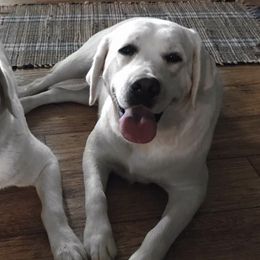 Labrador Retrievers from Leacock White-Yellow Labradors