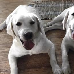 Labrador Retrievers from Leacock White-Yellow Labradors