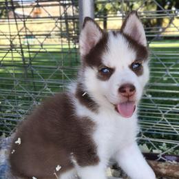 Sean (Blue eyes) - Red and white male Siberian Husky puppy in Heppner, Oregon from Yuki Ookami Show Kennel