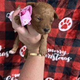AKC solid - Red  female Poodle puppy in Southwest Ranches, Florida from Herringbone ‘s Poodles