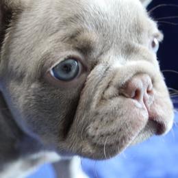 French Bulldog Puppies from R & S Frenchies