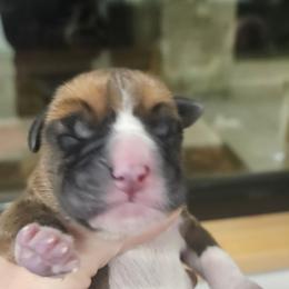 Boy 2 - Fawn male Boxer puppy in Ennis, Montana from Vintage Boxers