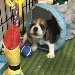 Beagle Puppies from Macushla Kennels