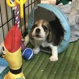 Beagle Puppies from Macushla Kennels