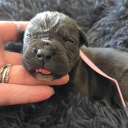 Pink Collar - Gray female Cane Corso puppy in Henry, Virginia from Hardradas Dynasty Cane Corso