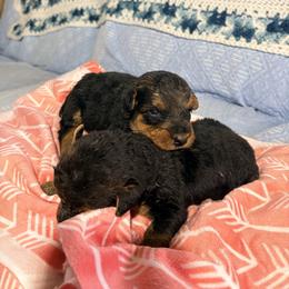 Girl 2 - Black and tan female Airedale Terrier puppy in Holton, Michigan from Yoder’s Airedale Terriers