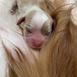 Cavalier King Charles Spaniel Puppies from HiCaliber Cavaliers