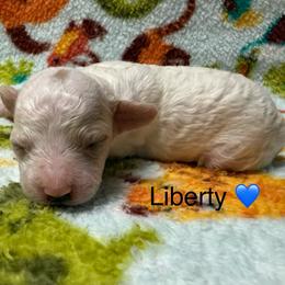 Liberty - Parti male Poodle puppy in Greensburg, Kentucky from Doodle Me Crazy