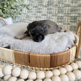 Dallas - Salt and pepper male Miniature Schnauzer puppy in Bluffdale, Utah from Mountain Point Schnauzers