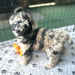 Blue merle - Blue merle female Aussiedoodle puppy in Saratoga Springs, New York from Rock Springs Australian Shepherds