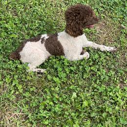 Benny - Poodle