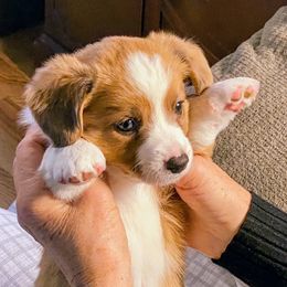Chicklet - Sable merle and white female Cardigan Welsh Corgi puppy in Brookings, Oregon from Dragonfly Cardigans