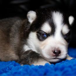 Zero - Gray and white male Pomsky puppy in Centerville, Iowa from LJ Kennels Pomskies, LLC