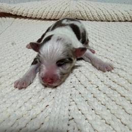 Boy 2 - Red merle male Miniature Australian Shepherd puppy in Olean, New York from Windy River Mini Aussie