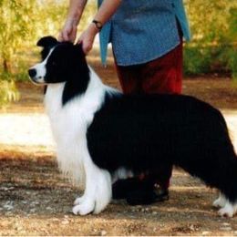 Sol - Border Collie